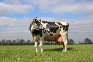 Deri ist mit 203.915 kg Milch die höchste Kuh in der Lebensleistung.
© Lisa Cramer