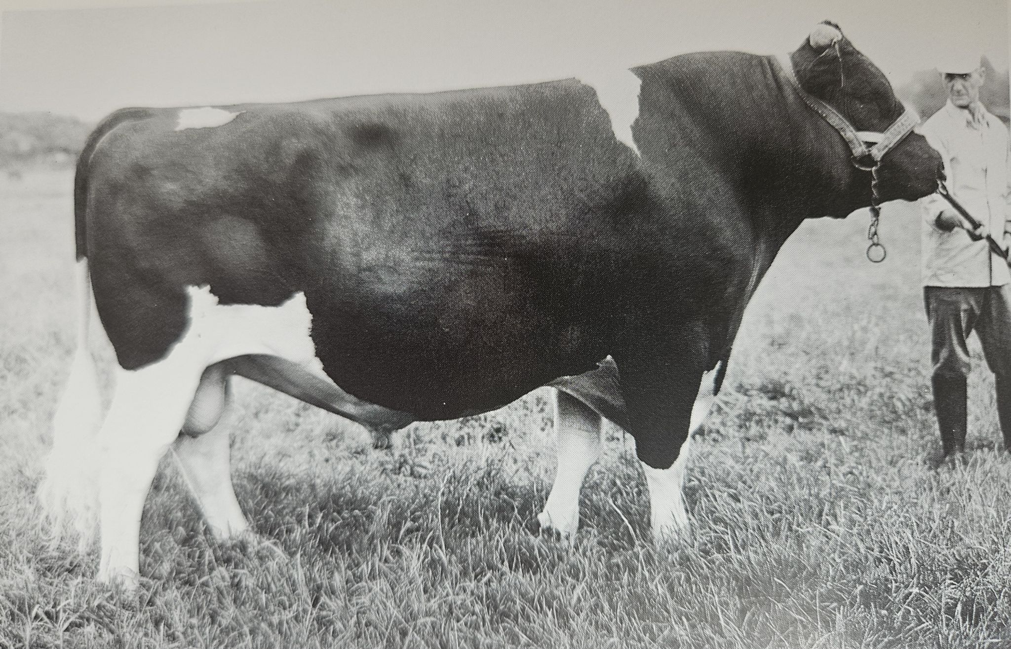 Bulle Pabst Ideal; Quelle: Deutsche Holsteins, Die Geschichte Einer Zucht 1999, Ulmer Verlag