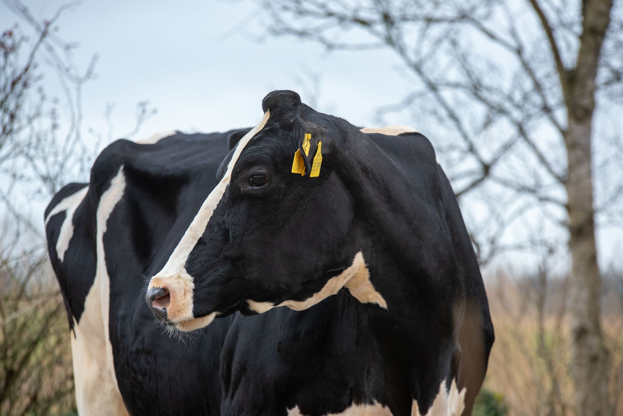 Melona (v. Minister) aus dem Betrieb Baumann GbR in Oldendorf ist die 4. Kuh mit einer Lebensleistung von 200.000 kg Milch in Deutschland (Foto: D. Warder)
© Dorothee Warder, BRS