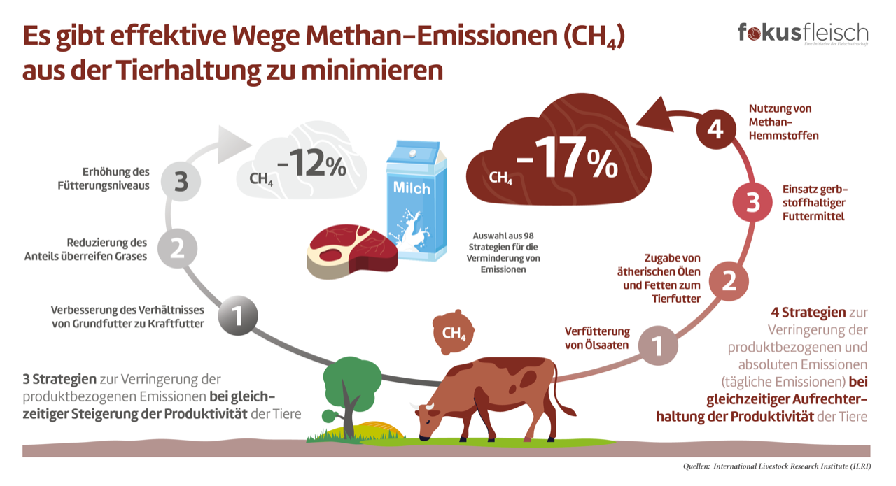 Grafik Fokus Fleisch Methanreduktion Tierfütterung