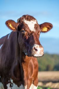 Die Achtung-Tochter Havanna von Jörg Gansewendt aus Emkendorf ist die erste rotbunte Holstein, die eine Lebensleistung von über 200.000 kg erreicht hat. Sie ist aktuell auch die Kuh mit der höchsten Lebensleistung in Deutschland.
© Melanie Knorr (RSH)