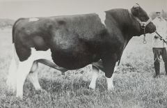 Bulle Pabst Ideal
© BRS