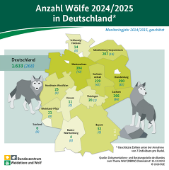 Anzahl Wölfe 2024/2025 in Deutschland