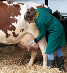 Mastitis ist die wirtschaftlich wichtigste Eutererkrankung. Eine züchterische Verminderung der Mastitisrate bringt finanziell und für das Tierwohl große Vorteile.