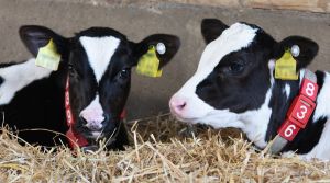 A little white ear tag shows that these calves have already been genotyped. (Picture by D. Warder)