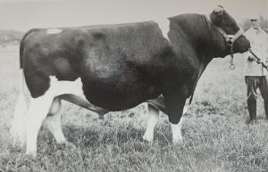 Bulle Pabst Ideal
© BRS