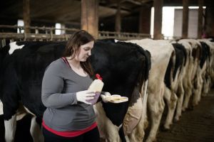 Die Eutergesundheit ist ein wichtiger Bereich in der Gesundheit bei Milchkühen und wird über die Milchleistungsprüfung regelmäßig überprüft.
© Nina Kleemann