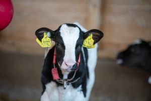 KuhVision
&copy; Dorothee Warder