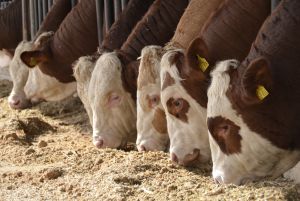 Viele Bullenmäster in Deutschland setzen auf die Rasse Fleckvieh und investieren bei Neubauten vor allem auf Tretmistställe mit Großgruppenkonzept, die der Haltungsstufe 3 entsprechen.
&copy; Anne Menrath
