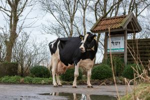 Melona (v. Minister) aus dem Betrieb Baumann GbR in Oldendorf ist die 4. Kuh mit einer Lebensleistung von 200.000 kg Milch in Deutschland (Foto: D. Warder)
© Dorothee Warder