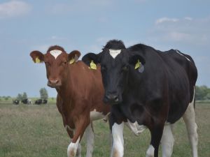 Das durchschnittliche Erstkalbealter von Färsen ist einer von mehreren Faktoren, der die Lebenstagsleistung einer Herde beeinflusst.