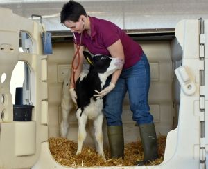 Healthy and vital calves save veterinary costs.