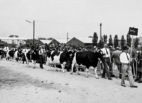 Derby Töchter
© BRS Derby Töchter
© BRS