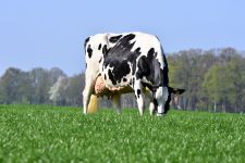 Moderne Holsteinkuh
© BRS / Dorothee Warder Moderne Holsteinkuh
© BRS / Dorothee Warder