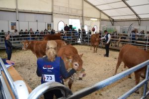 Foto (c): Carolin Nagel - Ein Teilwettbwerb ist das Rangieren von Tieren. Dieses Jahr rangierten die Junjzüchter unter anderem eine Gruppe Limousin-Färsen Foto (c): Carolin Nagel - Ein Teilwettbwerb ist das Rangieren von Tieren. Dieses Jahr rangierten die Junjzüchter unter anderem eine Gruppe Limousin-Färsen